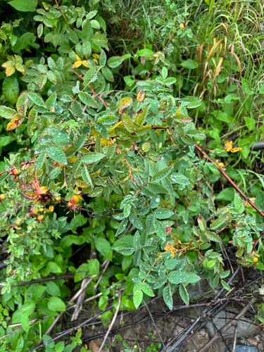 Rosa nutkana