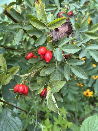 Rosa obtusifolia — photo
