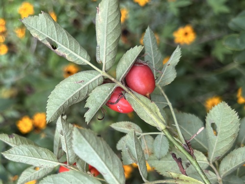Rosa obtusifolia — photo