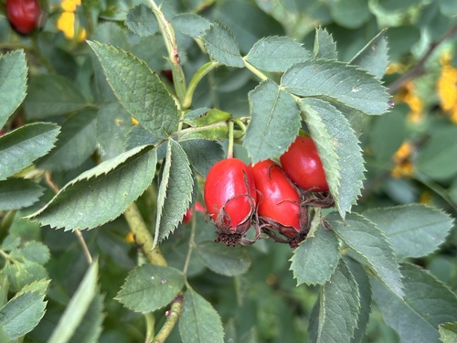 Rosa obtusifolia