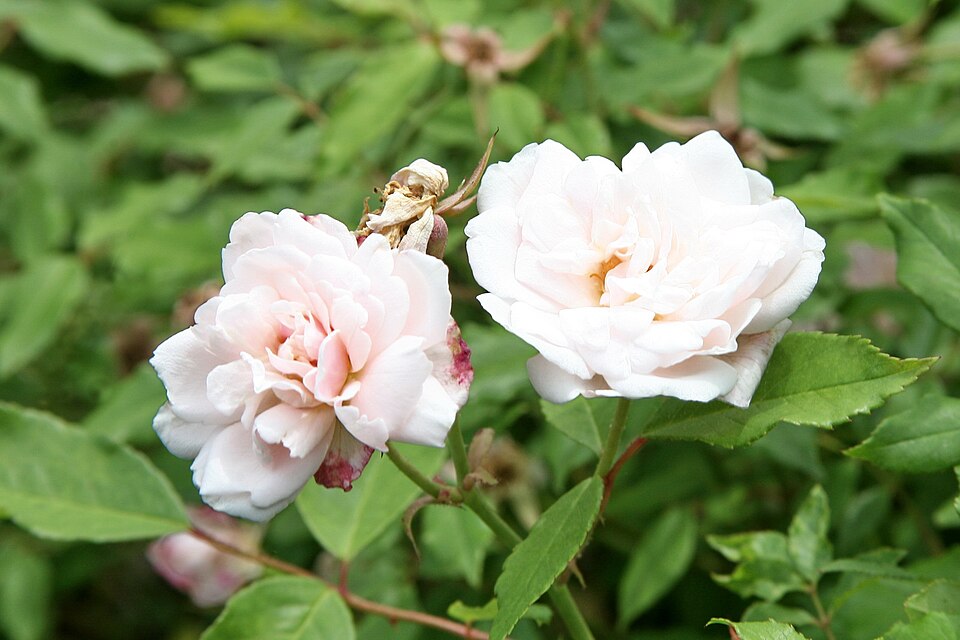 Rosa odorata var. gigantea (Manipur wild-tea rose) — photo