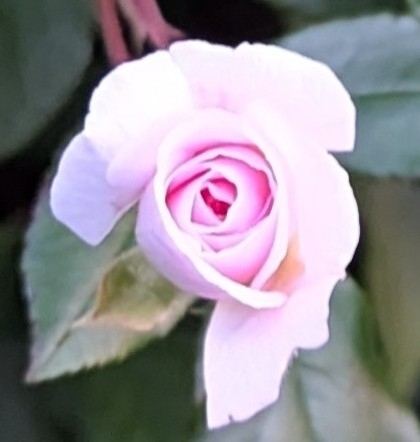 Rosa odorata var. gigantea