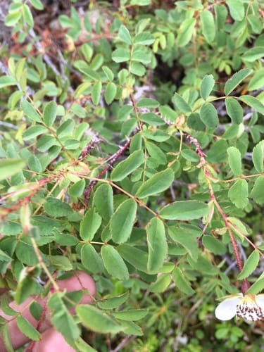 Rosa oxyacantha (Acute-prickly rose) — photo