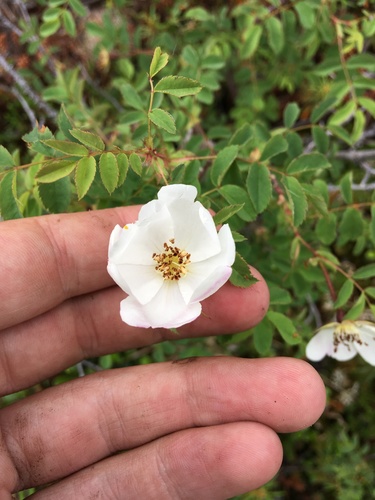 Rosa oxyacantha