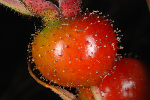 Rosa palustris (Swamp rose) — photo