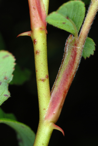 Rosa palustris (Swamp rose) — photo
