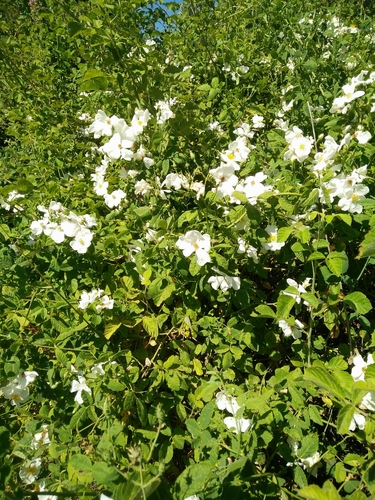 Rosa phoenicia (Phoenician rose) — photo