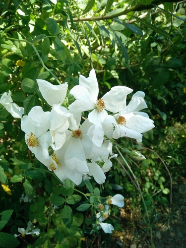 Rosa phoenicia