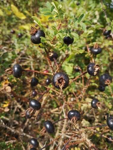 Rosa pimpinellifolia (Burnet rose) — photo