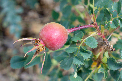 Rosa pimpinellifolia (Burnet rose) — photo