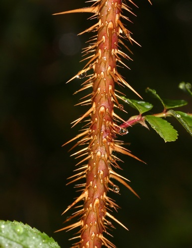 Rosa pimpinellifolia