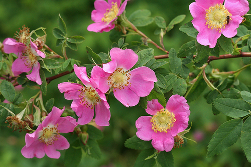 Rosa pisocarpa (Cluster rose) — photo
