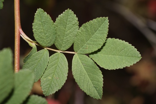 Rosa pisocarpa (Cluster rose) — photo