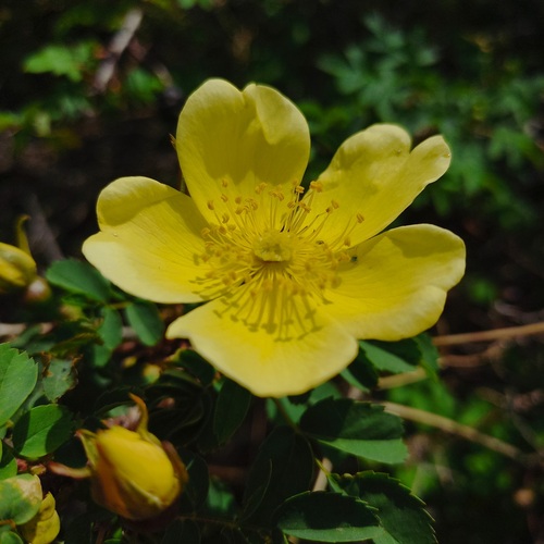 Rosa platyacantha (Wide-prickly rose) — photo