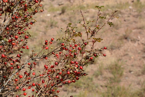 Rosa platyacantha (Wide-prickly rose) — photo