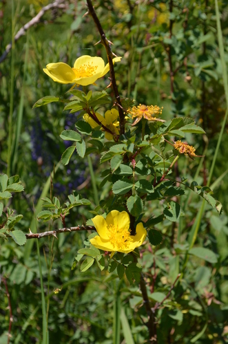 Rosa platyacantha