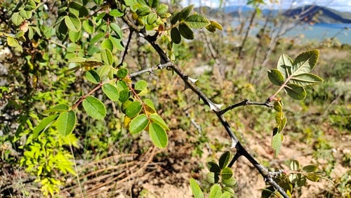 Rosa praelucens — photo