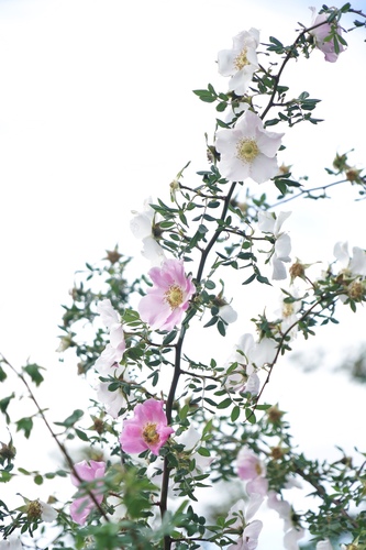 Rosa praelucens — photo