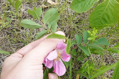 Rosa pratincola — photo
