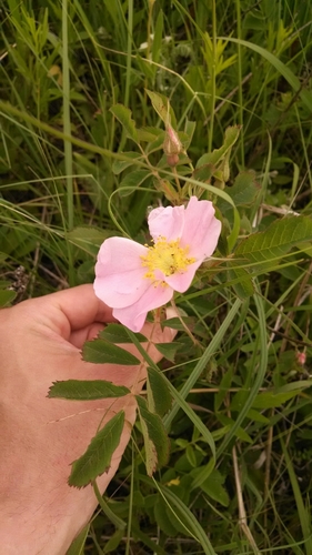 Rosa pratincola — photo