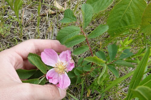 Rosa pratincola