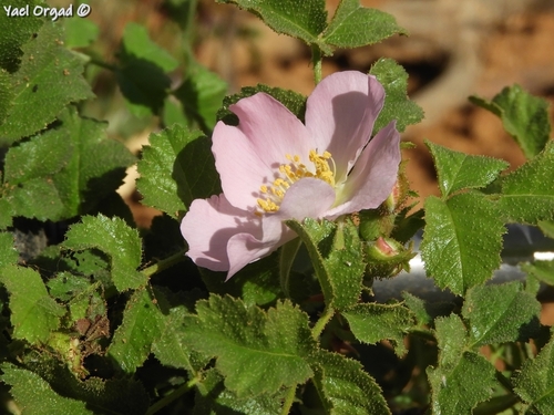 Rosa pulverulenta — photo