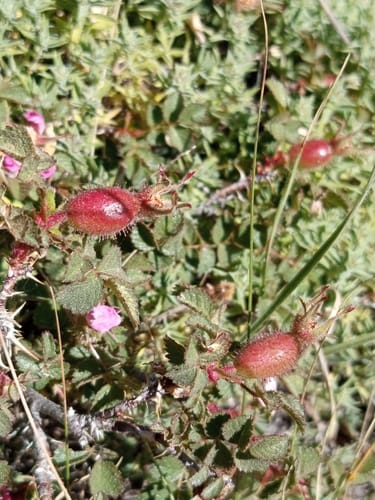 Rosa pulverulenta — photo