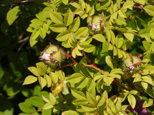 Rosa roxburghii (Sweet chestnut rose) — photo