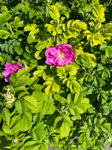 Rosa rugosa (Japanese Rose) — photo