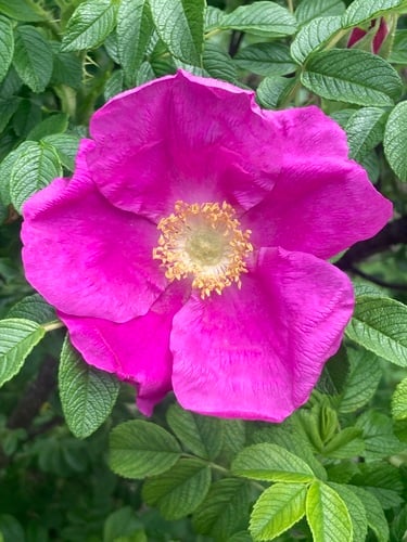 Rosa rugosa