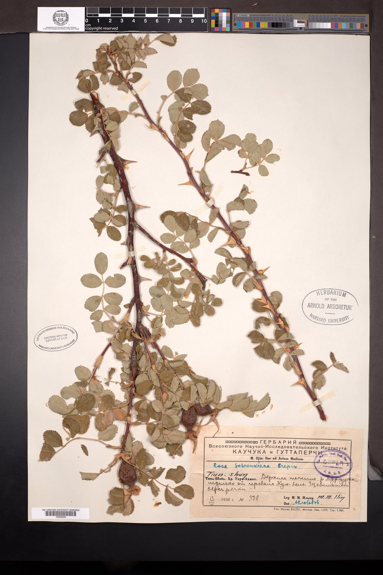 Rosa schrenkiana (Schrenkovskiy rose) — photo