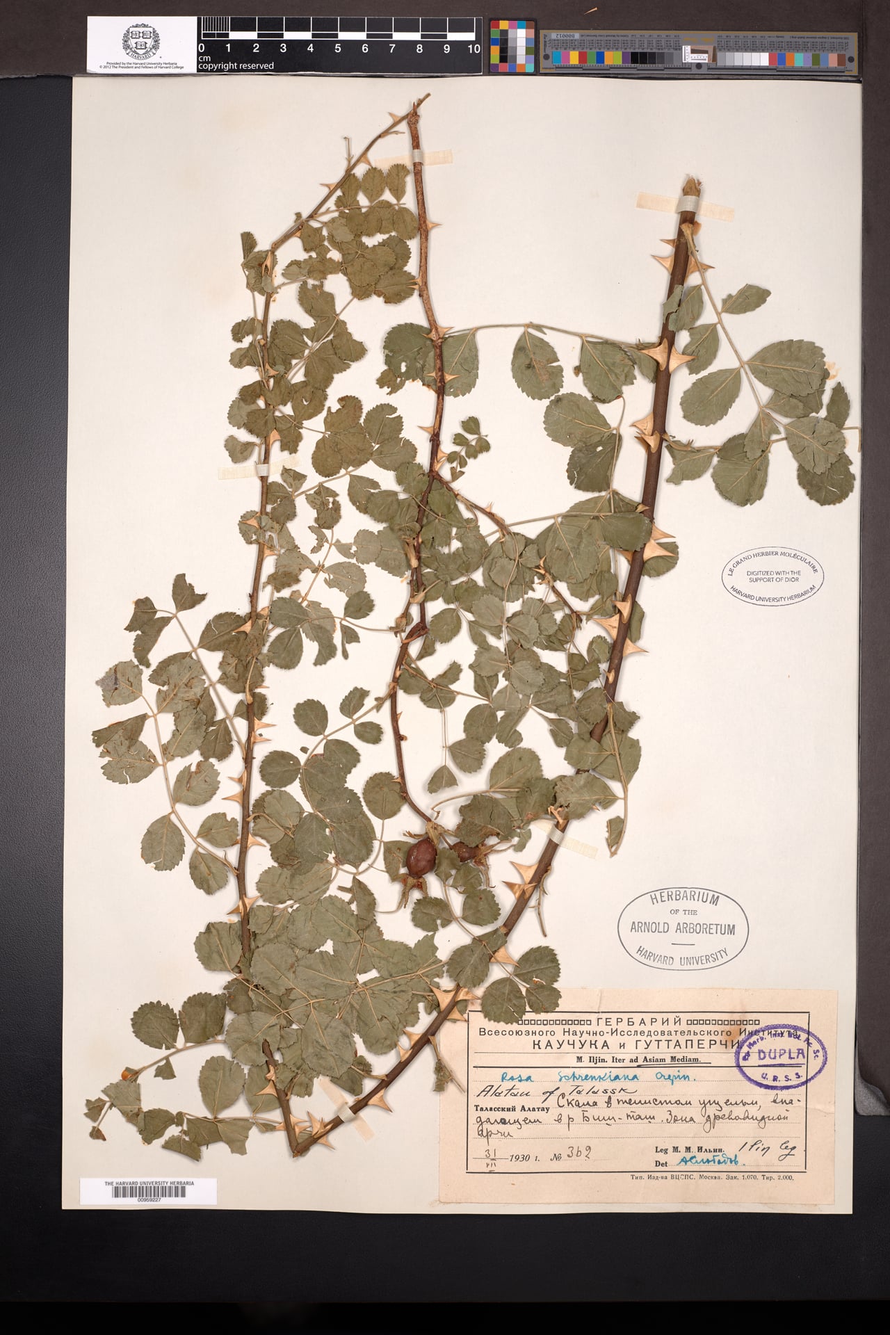 Rosa schrenkiana