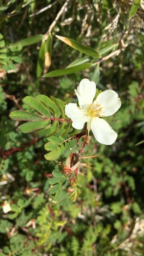 Rosa sericea (Himalayan rose) — photo