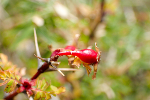 Rosa sericea (Himalayan rose) — photo