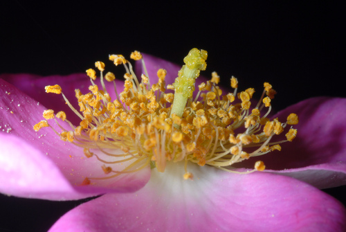 Rosa setigera (Prairie rose) — photo