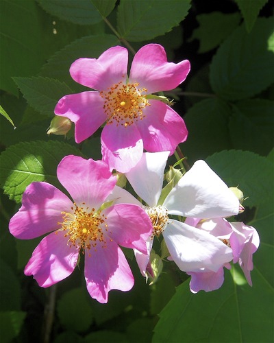 Rosa setigera