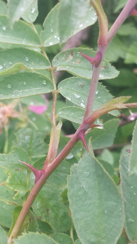 Rosa sherardii (Sherard's Downy-rose) — photo