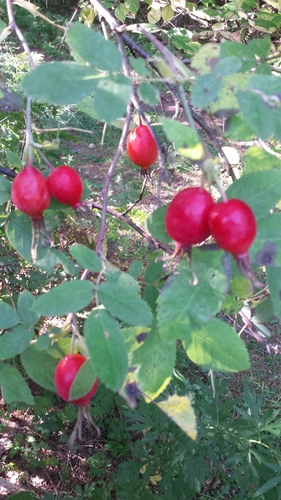 Rosa sherardii