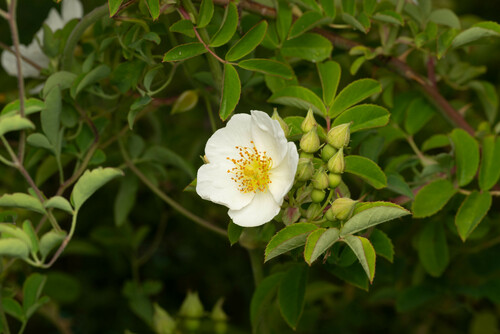 Rosa soulieana — photo