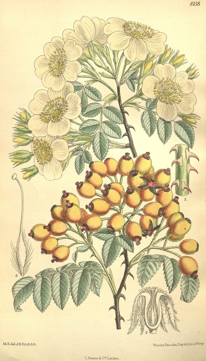 Rosa soulieana — photo