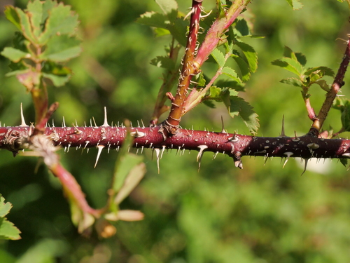 Rosa spinosissima (Spinose rose) — photo