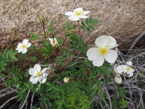 Rosa spinosissima (Spinose rose) — photo