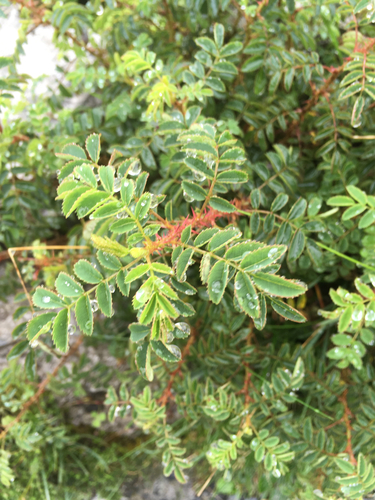Rosa spinosissima