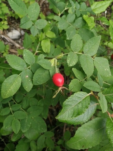 Rosa tomentosa (White-woolly Rose) — photo