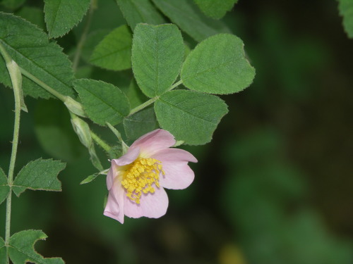 Rosa tomentosa (White-woolly Rose) — photo