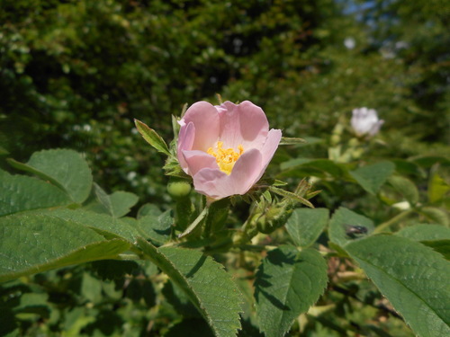 Rosa tomentosa