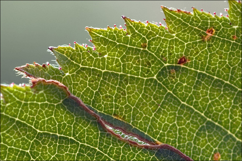 Rosa villosa (Apple rose) — photo