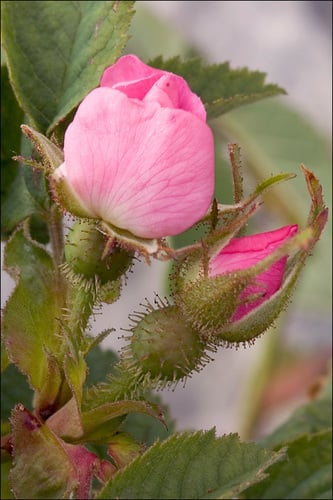 Rosa villosa