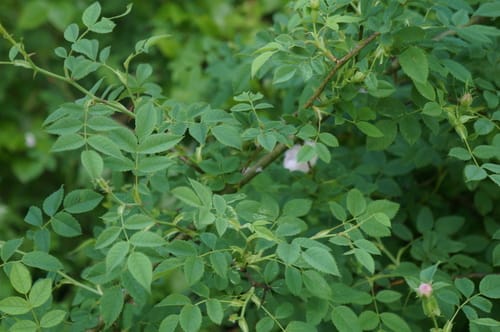 Rosa virginiana (Virginia rose) — photo
