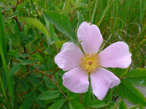 Rosa virginiana